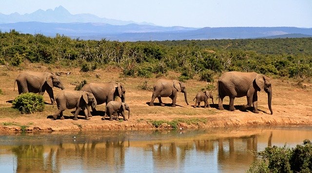 parc national des éléphants